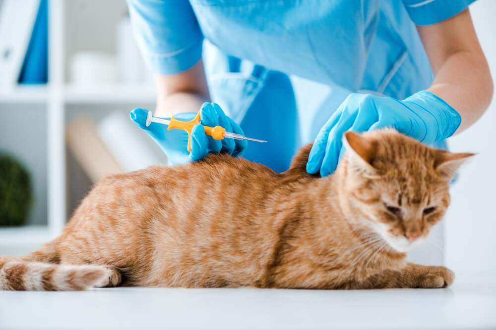 Vet inserts microchip into orange cat