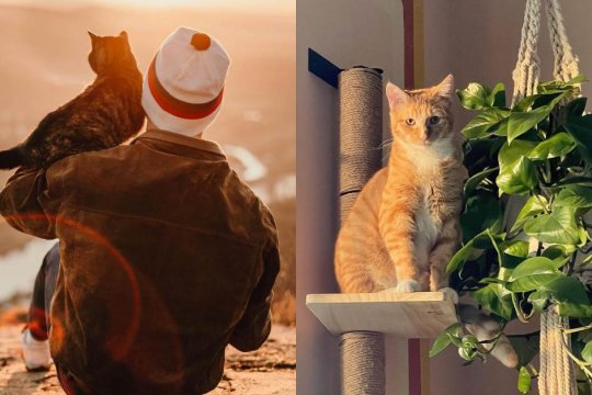 10 Ways To Show Your Cat You Love Them