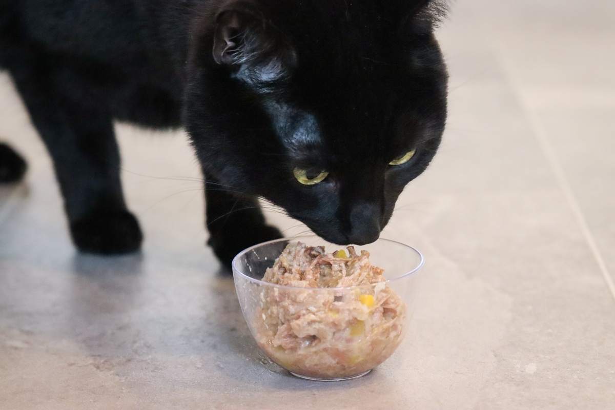 cat eating Weruva Truluxe Steak Frites Dinner