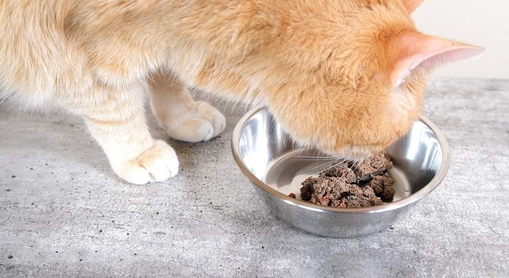 Testing cat food to prevent vomiting