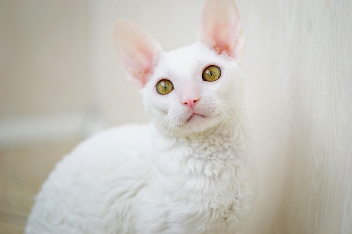 Young white Cornish Rex cat looking at photographer