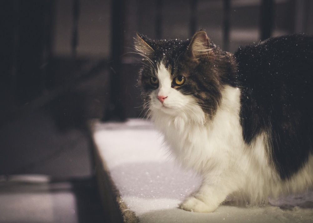 Winter Names for Male Cats